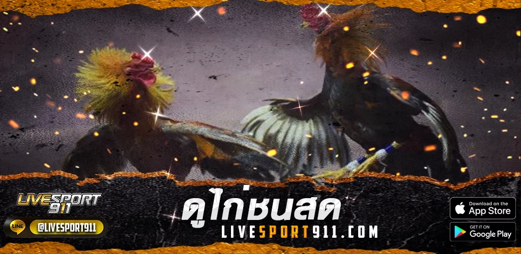 ดูไก่ชนสด livesport911